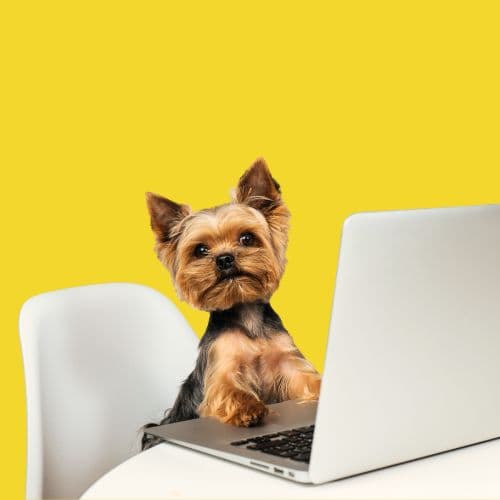 Família com vários aparelhos online ao mesmo tempo, sem travar
